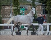 Cadoro Tosc Tour2013- S5 1621 : Arezzo, Cadoro, Cavalli d'Italia, Toscana Tour 2013, foto di Stefano Secchi ©